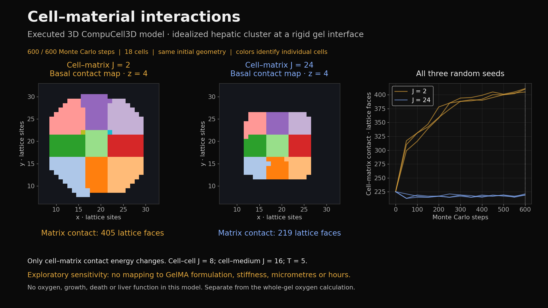 Actual CC3D basal contact maps and three-seed trajectories: lower assumed cell–matrix contact energy produces more matrix contact in this model.